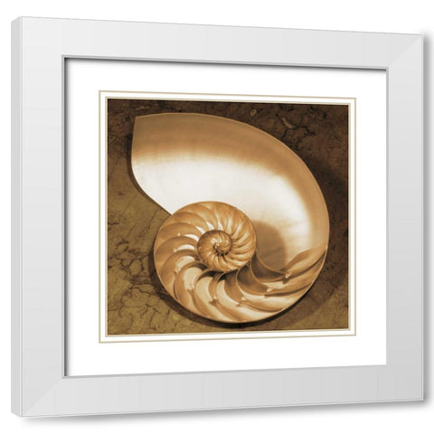 Chambered Nautilus White Modern Wood Framed Art Print with Double Matting by Kelly, Caroline