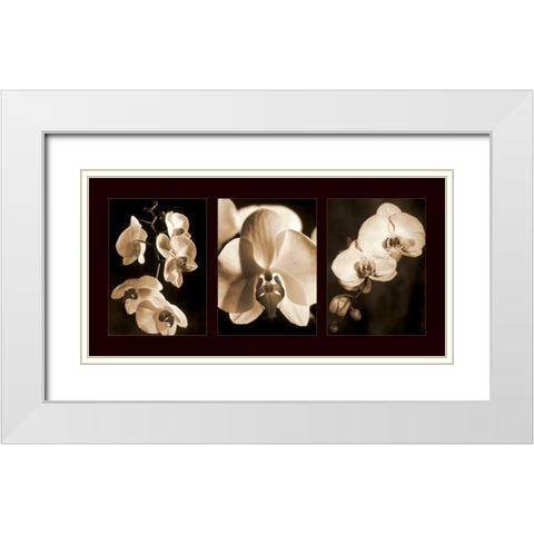 Orchid Trio White Modern Wood Framed Art Print with Double Matting by Kelly, Caroline