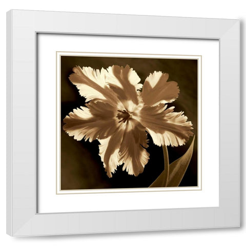 Parrot Tulip I White Modern Wood Framed Art Print with Double Matting by Kelly, Caroline