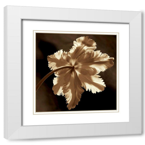 Parrot Tulip II White Modern Wood Framed Art Print with Double Matting by Kelly, Caroline