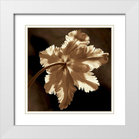 Parrot Tulip II White Modern Wood Framed Art Print with Double Matting by Kelly, Caroline
