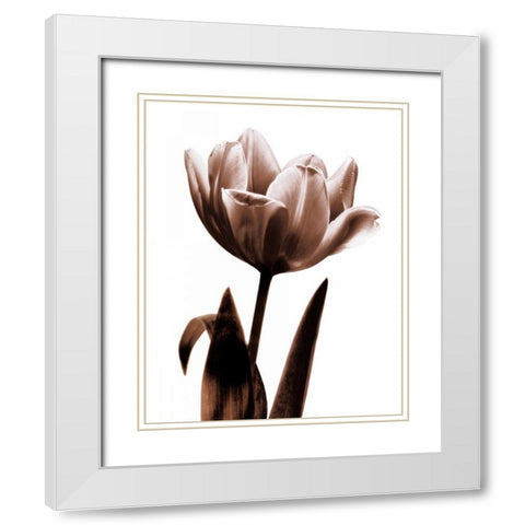 Tulip in Sepia I White Modern Wood Framed Art Print with Double Matting by Kelly, Caroline