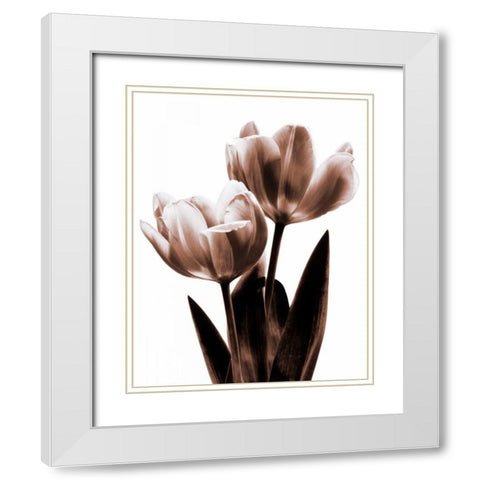Tulip in Sepia II White Modern Wood Framed Art Print with Double Matting by Kelly, Caroline