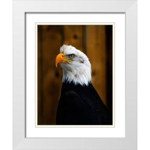Bald Eagle White Modern Wood Framed Art Print with Double Matting by Branson, Clive