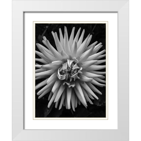 BandW Pop White Modern Wood Framed Art Print with Double Matting by Bannon, Heidi