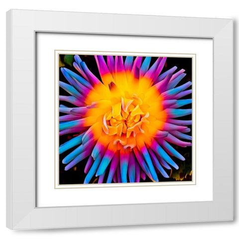 Orange Bloom Pop White Modern Wood Framed Art Print with Double Matting by Bannon, Heidi