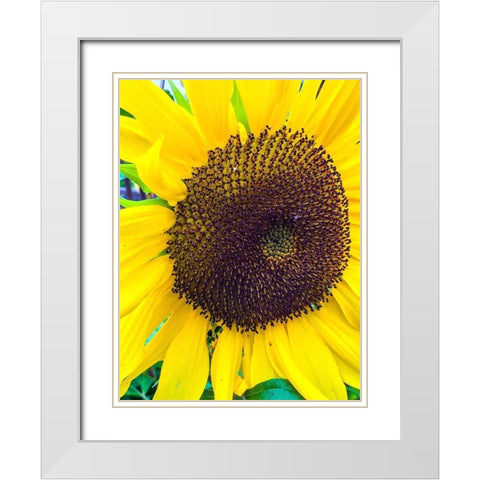 Sunflower White Modern Wood Framed Art Print with Double Matting by Bannon, Heidi