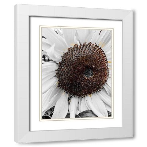 Sunflower White White Modern Wood Framed Art Print with Double Matting by Bannon, Heidi