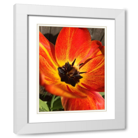 Full Sun I White Modern Wood Framed Art Print with Double Matting by Bannon, Heidi