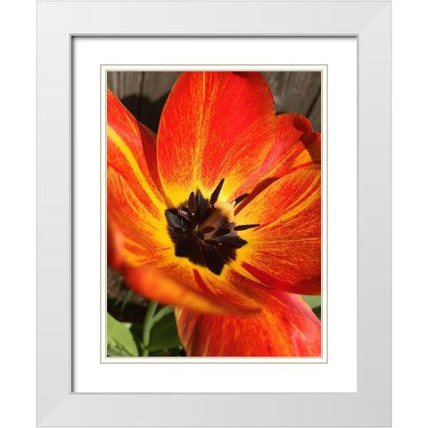 Full Sun I White Modern Wood Framed Art Print with Double Matting by Bannon, Heidi