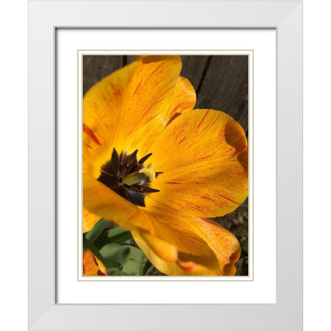 Full Sun II White Modern Wood Framed Art Print with Double Matting by Bannon, Heidi