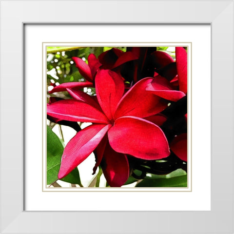 Plumeria in the sun White Modern Wood Framed Art Print with Double Matting by Bannon, Heidi