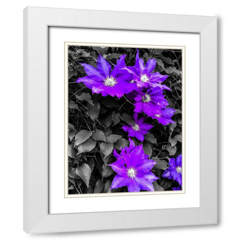 Purple and Grey Clematis White Modern Wood Framed Art Print with Double Matting by Bannon, Heidi