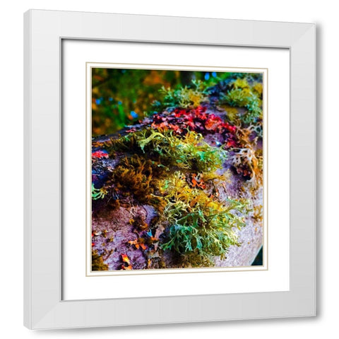 Must Love Moss White Modern Wood Framed Art Print with Double Matting by Bannon, Heidi