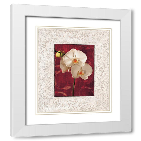 Orchids White Modern Wood Framed Art Print with Double Matting by Seba, John