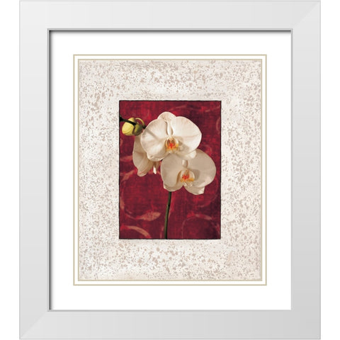 Orchids White Modern Wood Framed Art Print with Double Matting by Seba, John