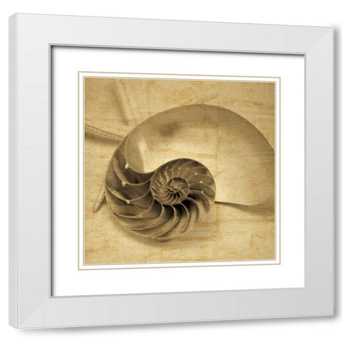 Chambered Nautilus White Modern Wood Framed Art Print with Double Matting by Seba, John