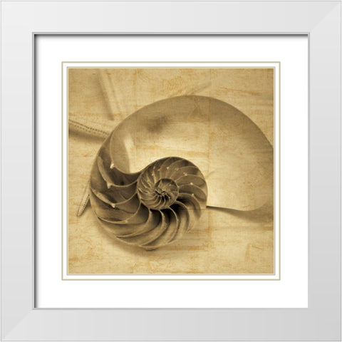 Chambered Nautilus White Modern Wood Framed Art Print with Double Matting by Seba, John