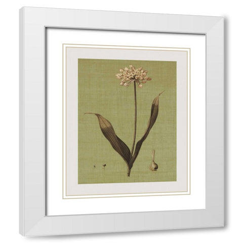 Botanica Verde III White Modern Wood Framed Art Print with Double Matting by Seba, John
