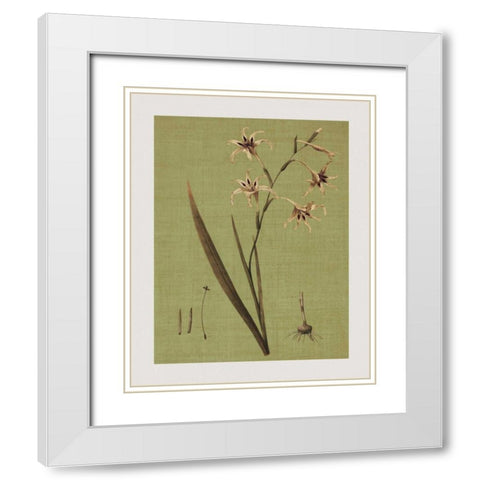 Botanica Verde IV White Modern Wood Framed Art Print with Double Matting by Seba, John