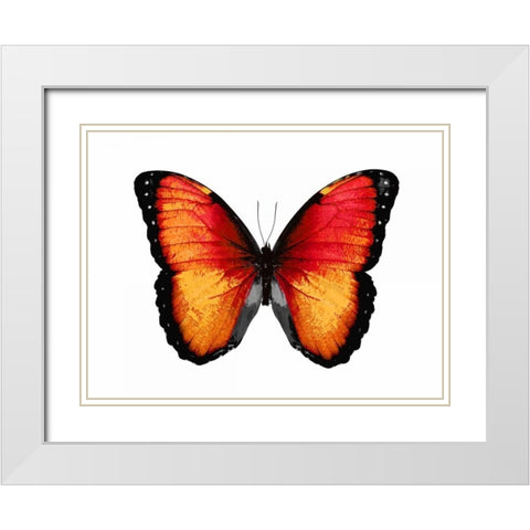 Vibrant Butterfly VI White Modern Wood Framed Art Print with Double Matting by Bosco, Julia