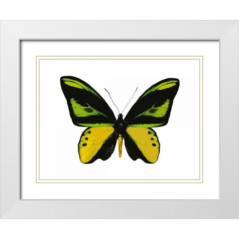 Vibrant Butterfly VII White Modern Wood Framed Art Print with Double Matting by Bosco, Julia