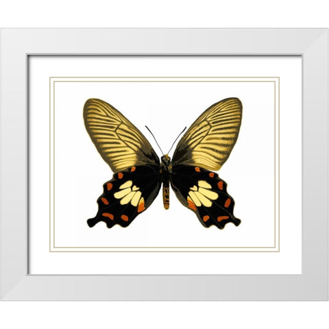 Butterfly with Orange White Modern Wood Framed Art Print with Double Matting by Bosco, Julia