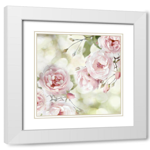 Pink Rose Garden I White Modern Wood Framed Art Print with Double Matting by Lane, Joanna
