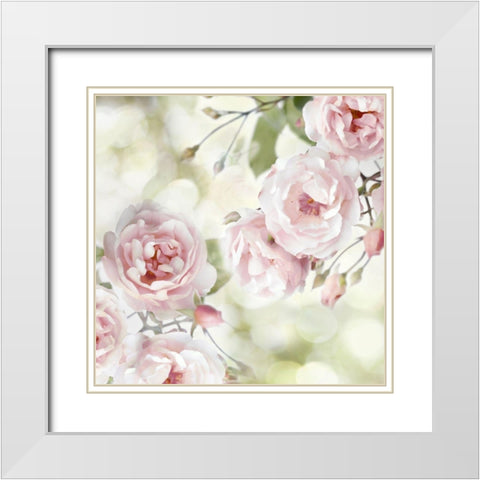 Pink Rose Garden I White Modern Wood Framed Art Print with Double Matting by Lane, Joanna