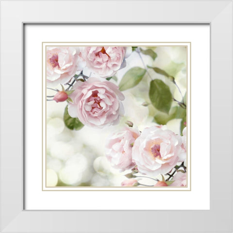 Pink Rose Garden II White Modern Wood Framed Art Print with Double Matting by Lane, Joanna
