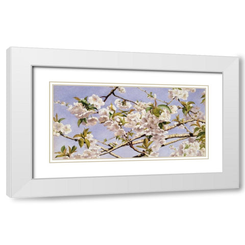 Apple Blossoms White Modern Wood Framed Art Print with Double Matting by Hill, John William
