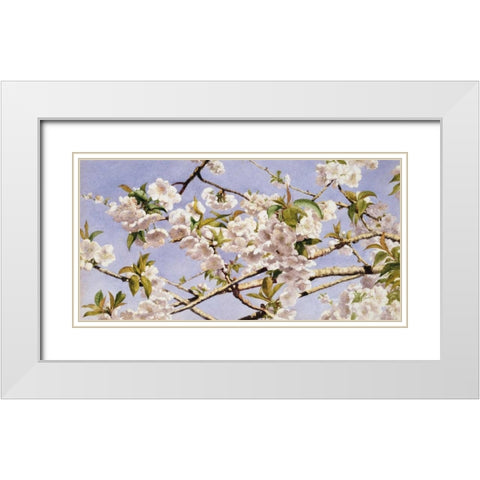 Apple Blossoms White Modern Wood Framed Art Print with Double Matting by Hill, John William