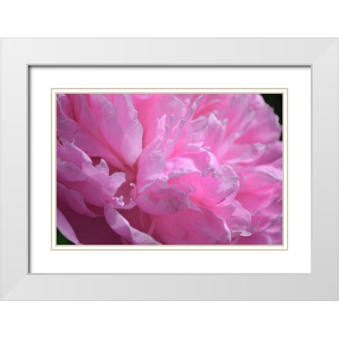 Pastel Peony  White Modern Wood Framed Art Print with Double Matting by Calkins, Michelle