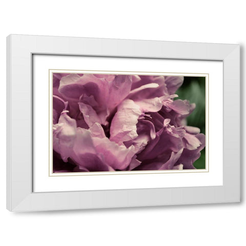 Pink Peony In Morning  White Modern Wood Framed Art Print with Double Matting by Calkins, Michelle