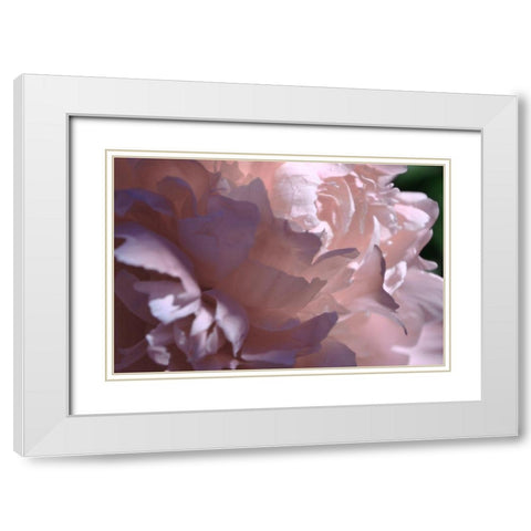 Velvet Peony I White Modern Wood Framed Art Print with Double Matting by Calkins, Michelle