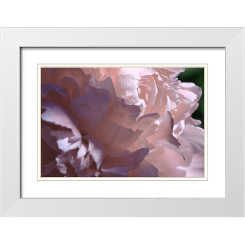 Velvet Peony I White Modern Wood Framed Art Print with Double Matting by Calkins, Michelle