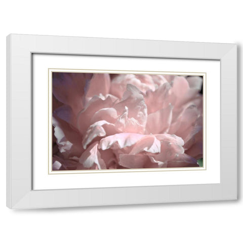 Velvet Peony II White Modern Wood Framed Art Print with Double Matting by Calkins, Michelle