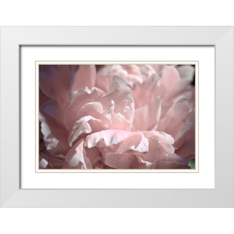 Velvet Peony II White Modern Wood Framed Art Print with Double Matting by Calkins, Michelle