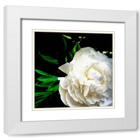 White Peony  White Modern Wood Framed Art Print with Double Matting by Calkins, Michelle