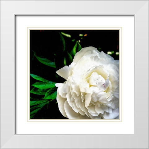 White Peony  White Modern Wood Framed Art Print with Double Matting by Calkins, Michelle
