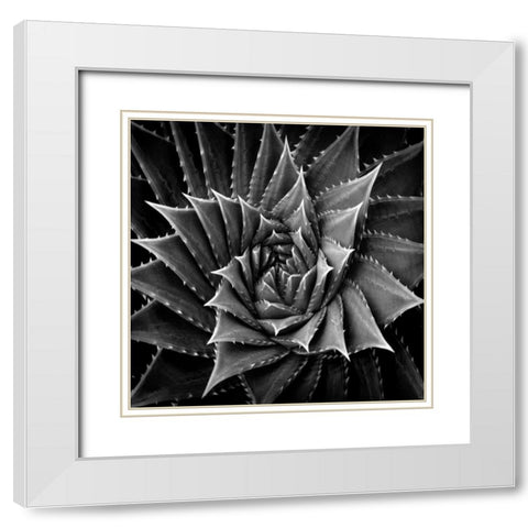 Succulent I White Modern Wood Framed Art Print with Double Matting by Jensen, Mia