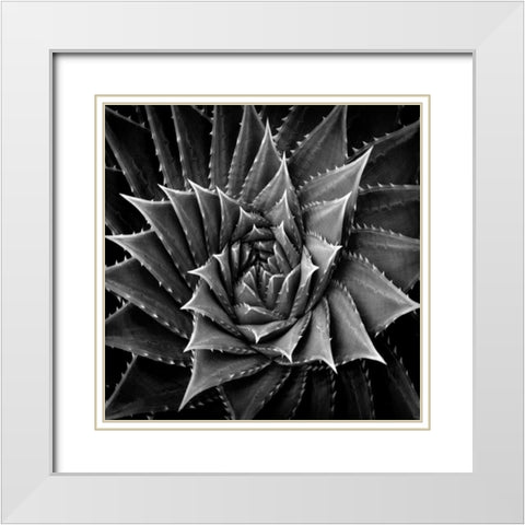 Succulent I White Modern Wood Framed Art Print with Double Matting by Jensen, Mia