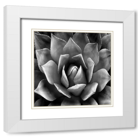 Succulent II White Modern Wood Framed Art Print with Double Matting by Jensen, Mia