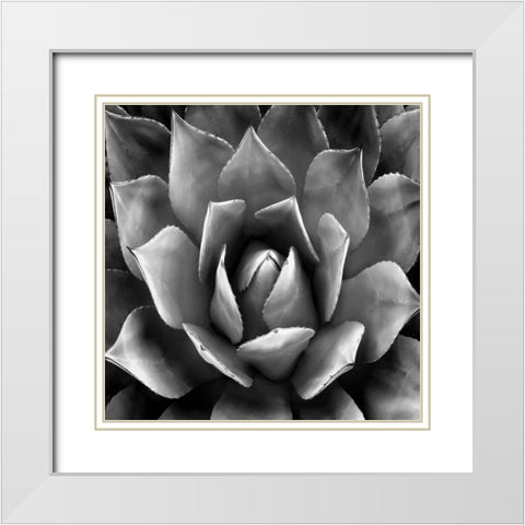 Succulent II White Modern Wood Framed Art Print with Double Matting by Jensen, Mia