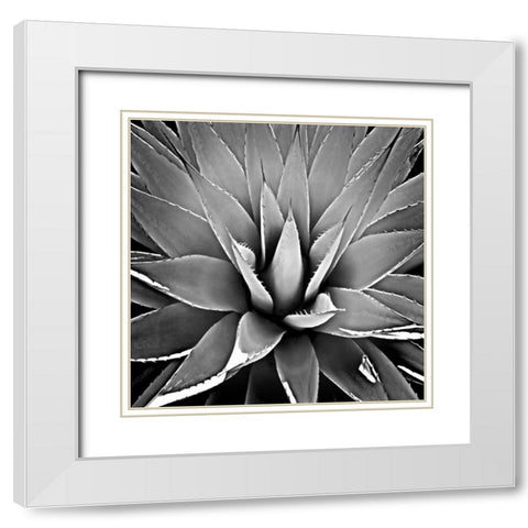 Succulent III White Modern Wood Framed Art Print with Double Matting by Jensen, Mia