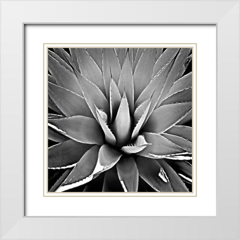 Succulent III White Modern Wood Framed Art Print with Double Matting by Jensen, Mia