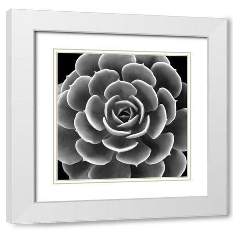Succulent IIII IV White Modern Wood Framed Art Print with Double Matting by Jensen, Mia