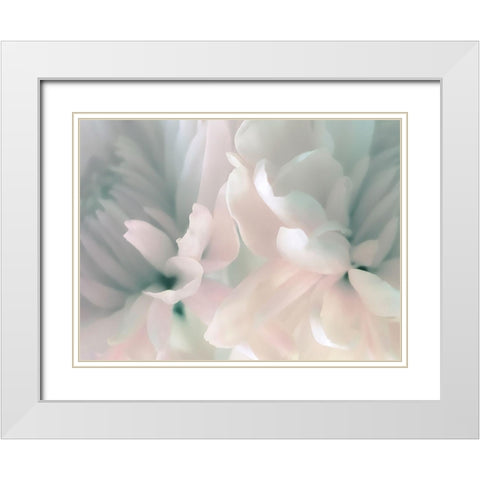 Chrysanthemum Pink and Cyan III White Modern Wood Framed Art Print with Double Matting by Pollard, David