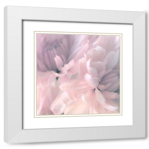 Chrysanthemum Pink Blush I White Modern Wood Framed Art Print with Double Matting by Pollard, David
