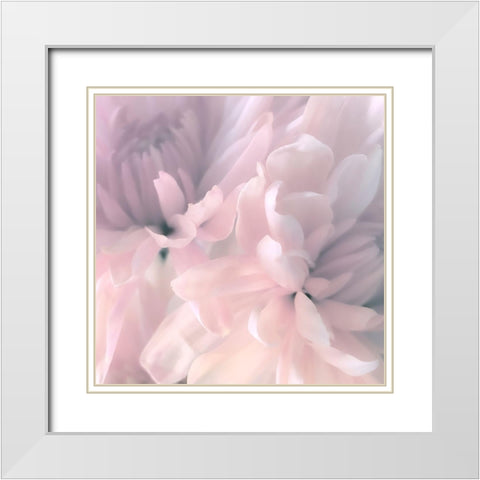 Chrysanthemum Pink Blush I White Modern Wood Framed Art Print with Double Matting by Pollard, David